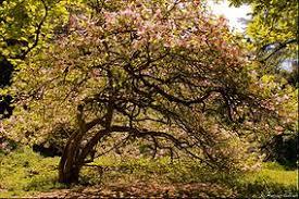 Arboretumul Simeria